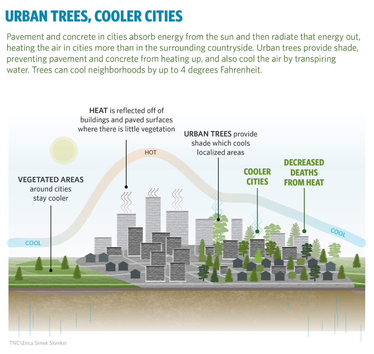 Urban Trees, Cooler Cities